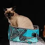 Cat, Siamese, Felidae, Carnivore, Fawn, Whiskers, Small To Medium-sized Cats, Tail, Cat Supply, Comfort, Furry friends, Pet Supply, Bag, Birman