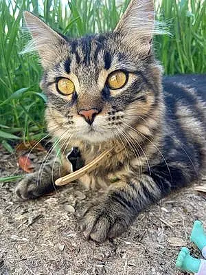 Siberian Cat Lylah