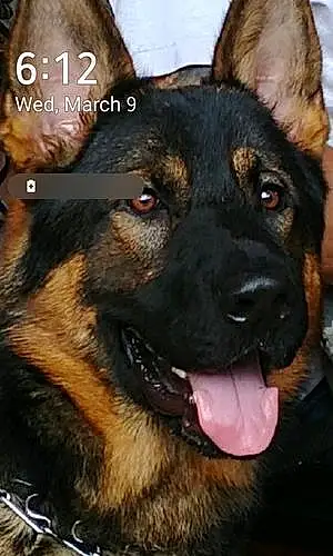 Name German Shepherd Dog Demon