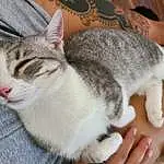Hand, Cat, Eyes, Felidae, Carnivore, Small To Medium-sized Cats, Gesture, Whiskers, Finger, Nail, Snout, Comfort, Paw, Furry friends, Domestic Short-haired Cat, Sitting, Tail, Claw, Foot, Thumb