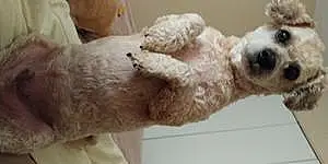 Name Poodle Dog Cannoli