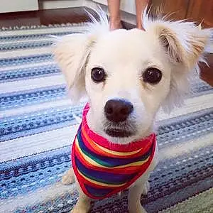 Name Chihuahua Dog Bianca