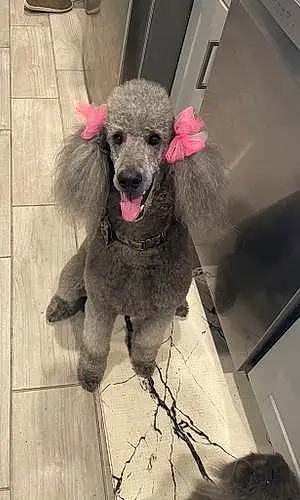 Name Poodle Dog Candy