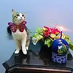 Plant, Cat, Felidae, Carnivore, Small To Medium-sized Cats, Candle, Houseplant, Whiskers, Flowerpot, Tail, Toy, Rose, Tree, Event, Sky, Domestic Short-haired Cat, Furry friends, Lawn Ornament, Table, Petal