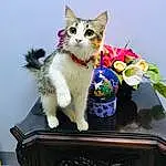 Cat, Flower, Felidae, Carnivore, Plant, Small To Medium-sized Cats, Whiskers, Petal, Tail, Serveware, Tableware, Domestic Short-haired Cat, Paw, Furry friends, Sitting, Box, Rose, Toy, Cut Flowers, Artificial Flower