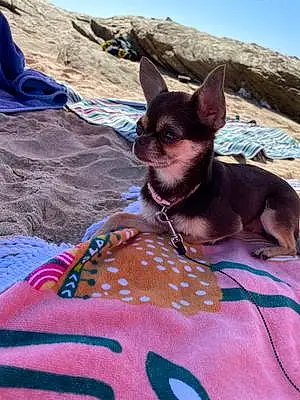 Name Chihuahua Dog Fifi
