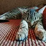 Cat, Felidae, Carnivore, Comfort, Small To Medium-sized Cats, Whiskers, Wood, Snout, Tail, Furry friends, Hardwood, Paw, Terrestrial Animal, Claw, Domestic Short-haired Cat, Foot, Nap, Sleep