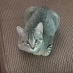 Cat, Felidae, Carnivore, Grey, Window, Small To Medium-sized Cats, Whiskers, Tail, Snout, Domestic Short-haired Cat, Art, Wood, Furry friends, Metal, Claw, Paw