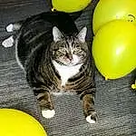 Cat, Felidae, Yellow, Small To Medium-sized Cats, Whiskers, Party Supply, Domestic Short-haired Cat, Balloon, Ball, Carnivore, European Shorthair, American Shorthair, Kitten