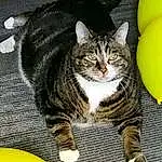 Cat, Small To Medium-sized Cats, Felidae, Whiskers, Domestic Short-haired Cat, European Shorthair, Tabby cat, Yellow, Carnivore, American Shorthair, Kitten, American Wirehair, Dragon Li, Polydactyl Cat, Asian dog, Paw, Californian Spangled