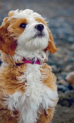 Name Goldendoodle Dog Kala