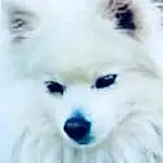 Dog, Carnivore, Dog breed, Companion dog, Whiskers, Snout, Snow, Close-up, Working Animal, Canidae, Furry friends, German Spitz Mittel, Winter, Toy Dog, Volpino Italiano, Maltepoo, Samoyed, German Spitz, Ancient Dog Breeds
