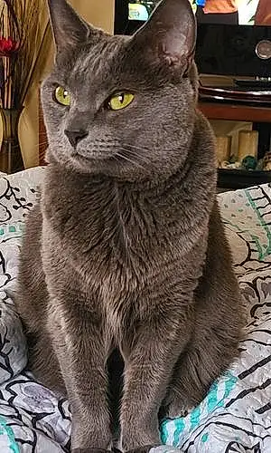 Name Russian Blue Cat Abbey