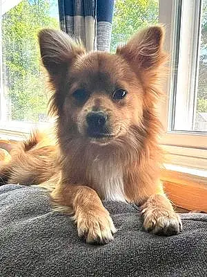Name Pomeranian Dog Finnegan