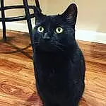 Cat, Black cats, Small To Medium-sized Cats, Bombay, Black, Felidae, Whiskers, Carnivore, Domestic Short-haired Cat, Eyes, Asian dog, Korat, Tail