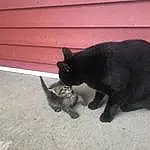 Cat, Small To Medium-sized Cats, Black cats, Felidae, Domestic Short-haired Cat, Carnivore, Korat, Whiskers, Snout, Tail, Bombay, Polydactyl Cat, Kitten, Burmese