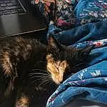 Cat, Comfort, Carnivore, Textile, Felidae, Laptop, Small To Medium-sized Cats, Whiskers, Input Device, Electric Blue, Computer, Linens, Furry friends, Human Leg, Domestic Short-haired Cat, Denim, Computer Keyboard, Sitting, Nap