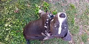Name American Staffordshire Terrier Dog Max