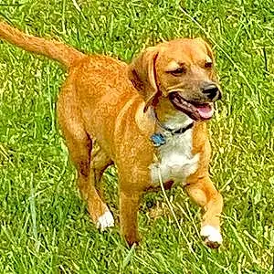 Name Beagle Dog Cairo