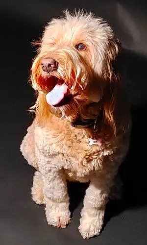 Goldendoodle Dog Penny