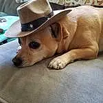 Dog, Dog breed, Hat, Carnivore, Fedora, Working Animal, Comfort, Wood, Ear, Companion dog, Fawn, Snout, Sun Hat, Whiskers, Canidae, Pet Supply, Furry friends, Fashion Accessory