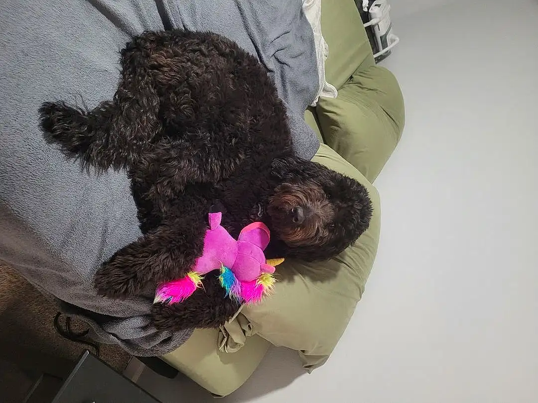 Dog, Dog breed, Carnivore, Companion dog, Toy, Comfort, Dog Supply, Water Dog, Liver, Stuffed Toy, Petal, Magenta, Poodle, Furry friends, Toy Dog, Plush, Puppy, Canidae, Non-sporting Group