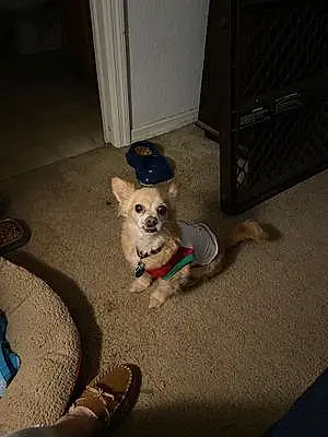 Name Chihuahua Dog Chewie