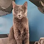 Cat, Carnivore, Russian blue, Felidae, Small To Medium-sized Cats, Sculpture, Art, Building, Wood, Whiskers, Water, Tree, Tail, Statue, Domestic Short-haired Cat, Metal, Terrestrial Animal, Furry friends, Canidae, Monument