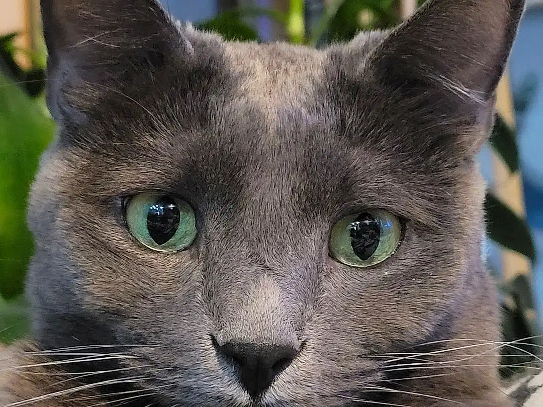 Cat, Russian blue, Felidae, Carnivore, Small To Medium-sized Cats, Whiskers, Snout, Close-up, Terrestrial Animal, Domestic Short-haired Cat, Plant, Window, Furry friends, Electric Blue