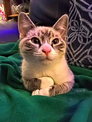 Name Cat Fenrir