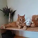 Cat, Furniture, Felidae, Plant, Carnivore, Window, Shelf, Comfort, Couch, Small To Medium-sized Cats, Whiskers, Fawn, Wood, Houseplant, Shelving, Tail, Cat Supply, Flowerpot, Stuffed Toy, Toy