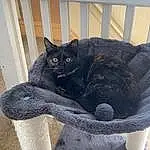 Cat, Felidae, Carnivore, Comfort, Small To Medium-sized Cats, Whiskers, Grey, Cat Supply, Snout, Tail, Black cats, Fence, Terrestrial Animal, Bombay, Domestic Short-haired Cat, Furry friends, Tree, Cat Furniture, Paw, Sitting