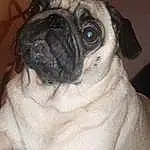 Pug, Dog, Carnivore, Dog breed, Iris, Companion dog, Fawn, Wrinkle, Whiskers, Snout, Toy Dog, Canidae, Terrestrial Animal, Furry friends, Working Animal, Non-sporting Group