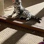 Cat, Wood, Carnivore, Grey, Felidae, Whiskers, Small To Medium-sized Cats, Tail, Hardwood, Domestic Short-haired Cat, Terrestrial Animal, Rectangle, Paw, Room, Pattern, Furry friends, Claw, Metal
