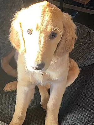 Name Golden Retriever Dog Dunkin