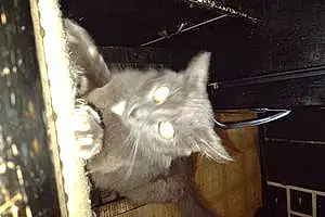 Chartreux Cat Sniper