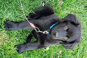 Name Labrador Retriever Dog Harrison