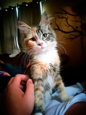 Name Cat Ivy