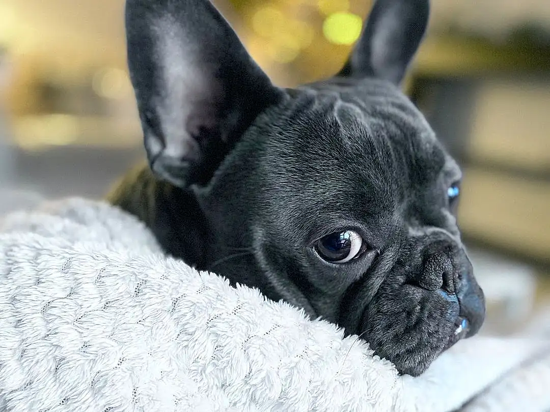 Dog, Canidae, Dog breed, French Bulldog, Snout, Puppy, Companion dog, Carnivore, Non-sporting Group, Toy Bulldog, Bulldog, Fawn, Boston Terrier, Ear, Whiskers