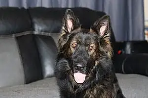 Name German Shepherd Dog Hamish