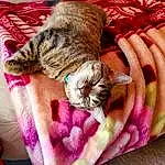 Cat, Felidae, Comfort, Textile, Carnivore, Small To Medium-sized Cats, Pink, Whiskers, Fawn, Tail, Furry friends, Wool, Linens, Domestic Short-haired Cat, Basket, Woolen, Pattern, Magenta, Claw, Thread