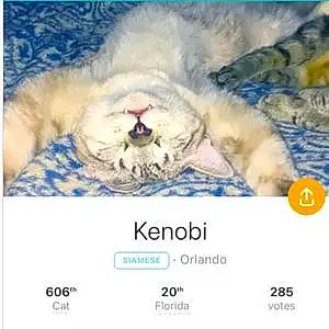 Name Cat Kenobi