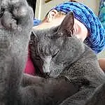 Cat, Comfort, Felidae, Carnivore, Russian blue, Ear, Small To Medium-sized Cats, Whiskers, Gesture, Grey, Snout, Domestic Short-haired Cat, Furry friends, Nap, Sitting, Sleep, Claw, Chartreux