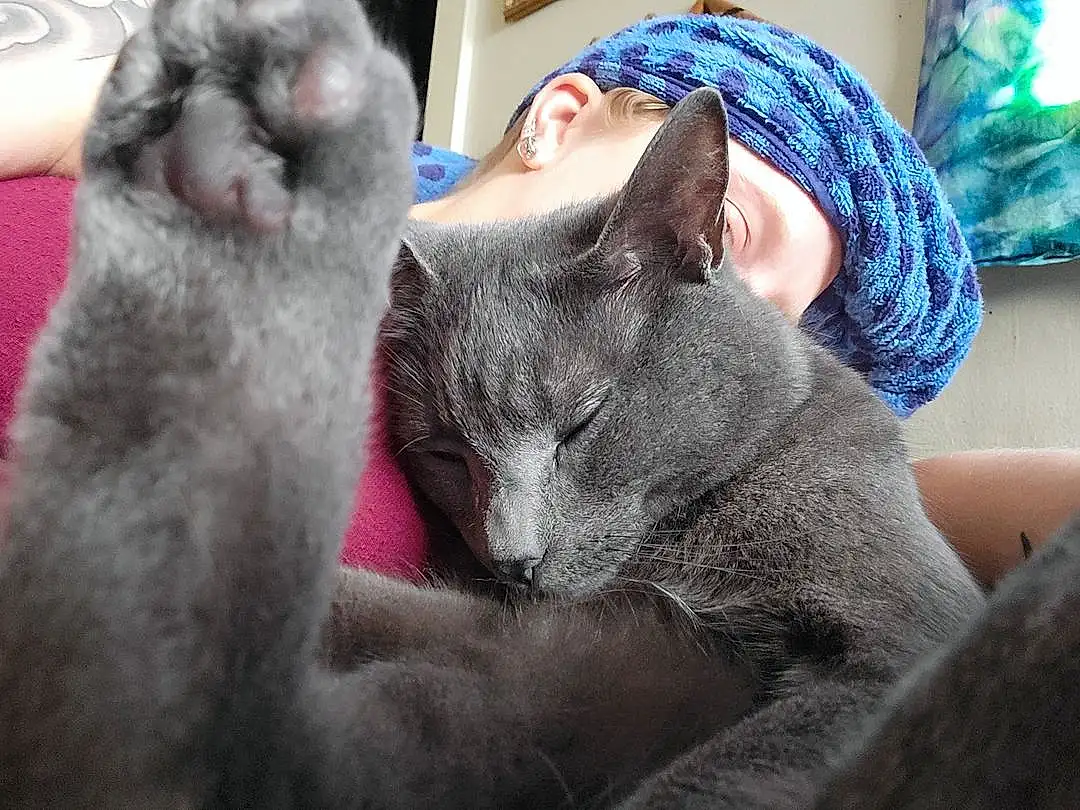 Cat, Comfort, Felidae, Carnivore, Russian blue, Ear, Small To Medium-sized Cats, Whiskers, Gesture, Grey, Snout, Domestic Short-haired Cat, Furry friends, Nap, Sitting, Sleep, Claw, Chartreux