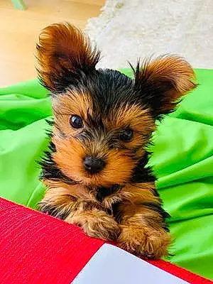 Name Yorkshire Terrier Dog Ceasar