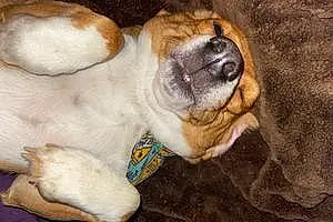 Name Beagle Dog Gunther