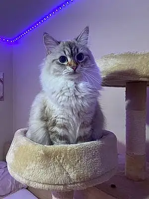 Name Siberian Cat Azula