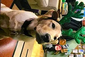 Name Labrador Retriever Dog Fenway