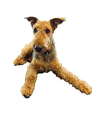 Name Airedale Terrier Dog Jarvis