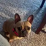 Brown, Dog, Eyes, Bulldog, Carnivore, Dog breed, Comfort, Working Animal, Fawn, Ear, Companion dog, Whiskers, Toy Dog, Wrinkle, Snout, Terrestrial Animal, French Bulldog, Canidae, Grass